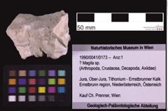 Foto (Objekt + Etiketten) von ? Magila sp. (NHMW-GEO-1990-0041-0173)